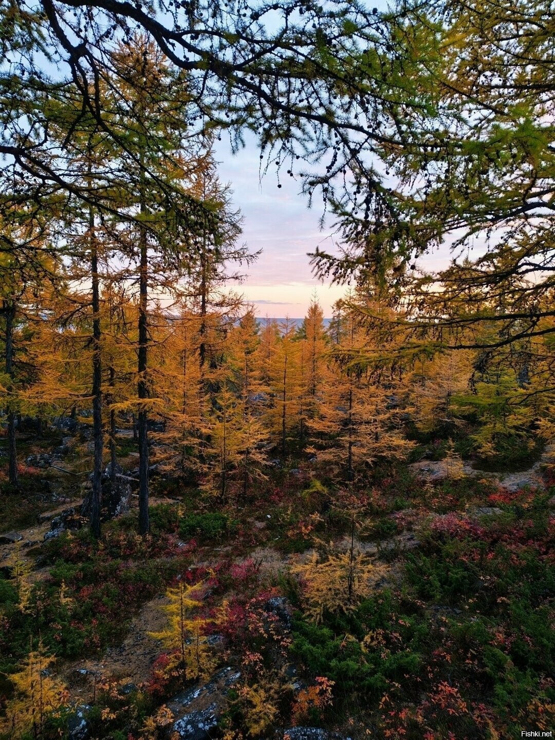 Солянка