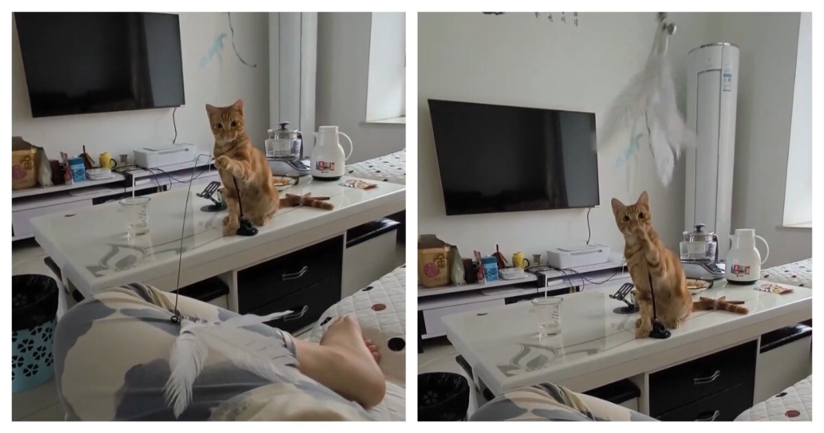Кот играет с хозяйкой