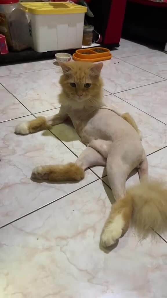 Необычные стрижки кошек
