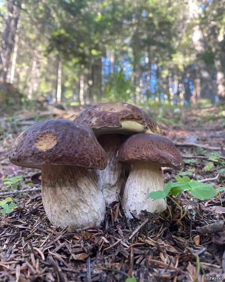 Солянка