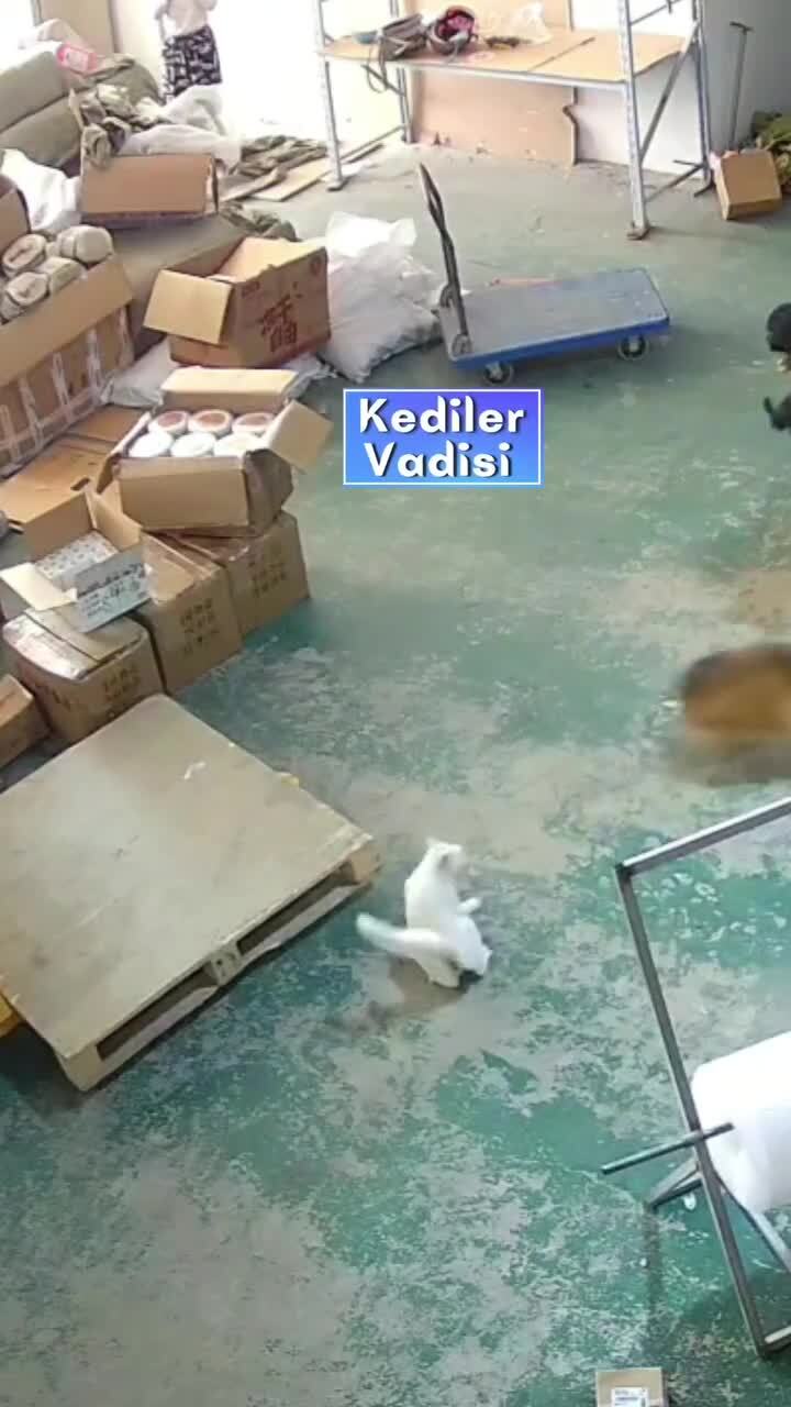 Васька пошёл в защиту )))