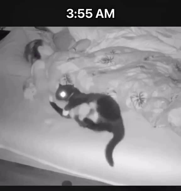 Как выглядит сон с котом