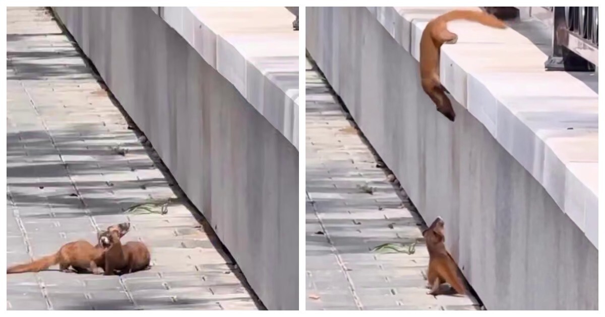 Помог другу как мог