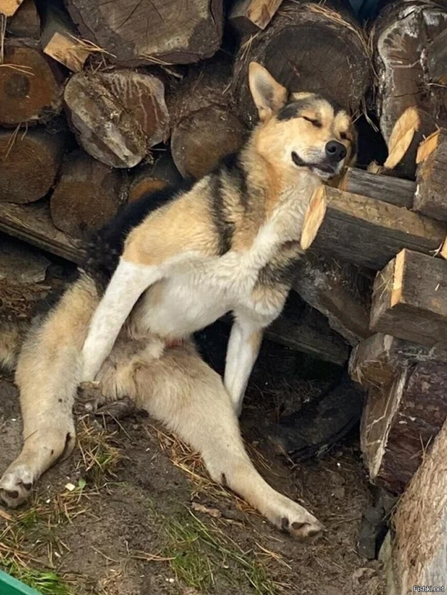 Солянка