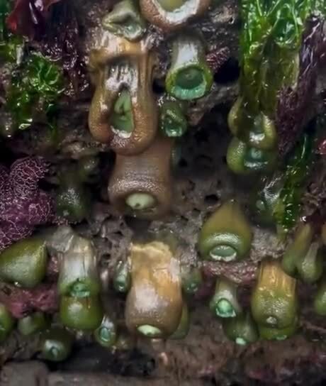 Так выглядят морские анемoны
