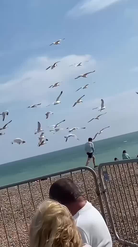 Обычные будни чаек