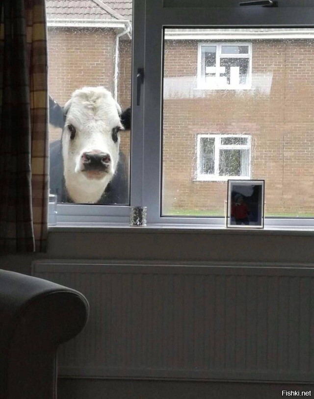 У вас все дома