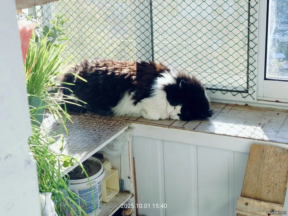 Старушка Яна дремлет в последних тёплых лучах осеннего солнышка