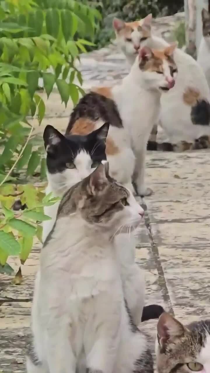 Очередь на почесушки