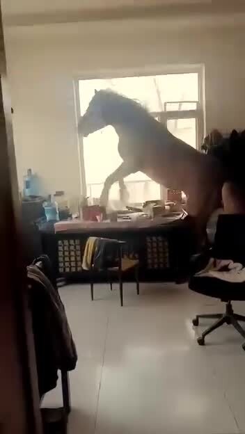 Обычный цыганский кот