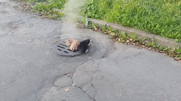 Банный день