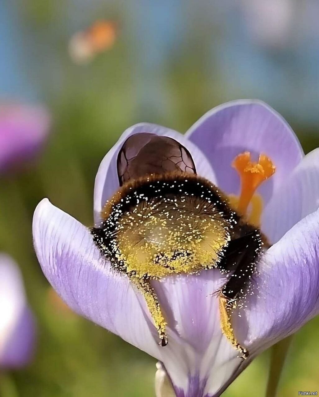 Жоппка уставшего шмеля