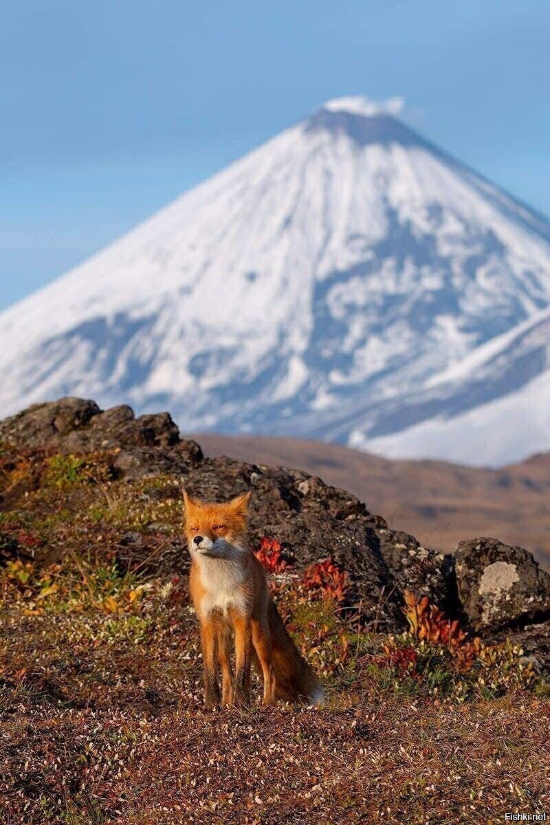 Камчатский лис