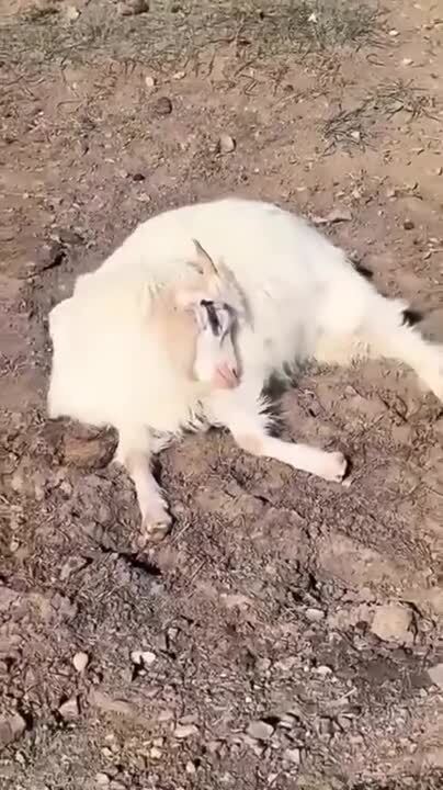 Риту бросила отара