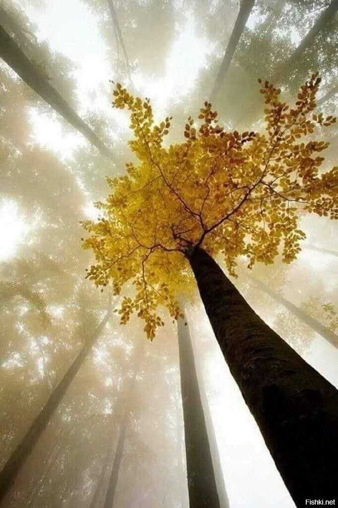 Туманное осеннее утро