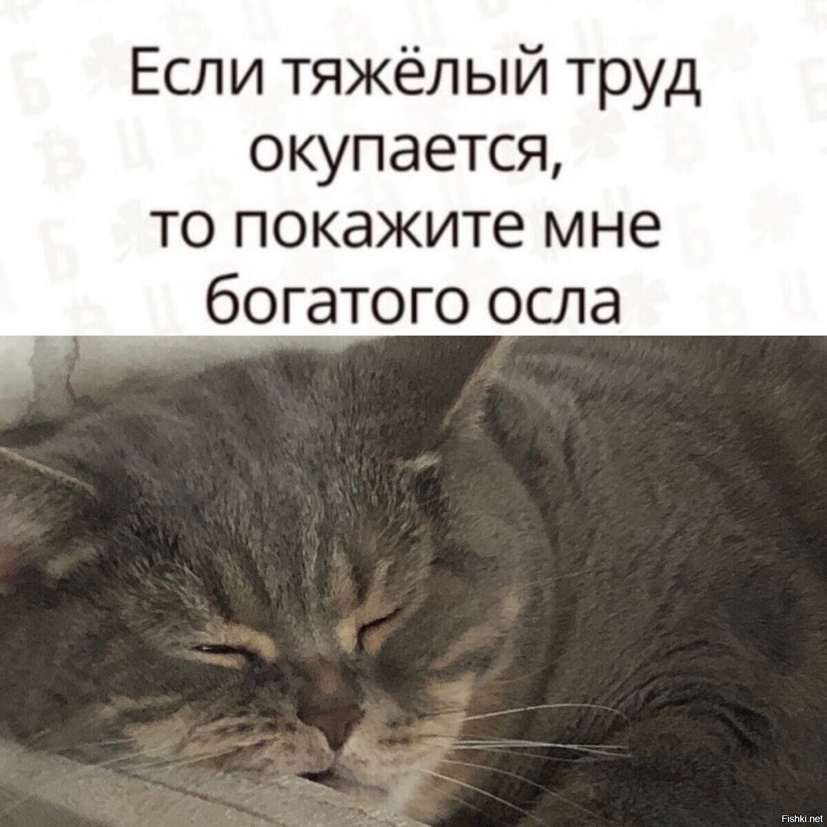 Утренняя мотивация от Пушка