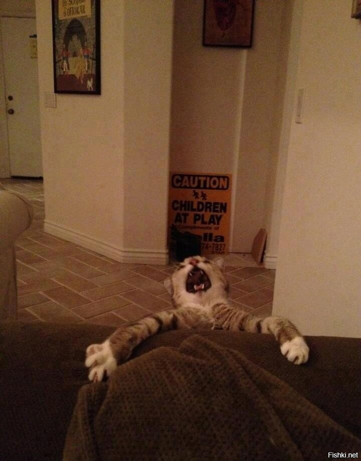 Кот репетирует =)