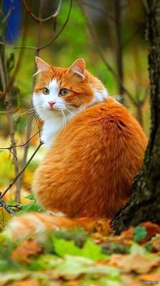 Осенний котик)