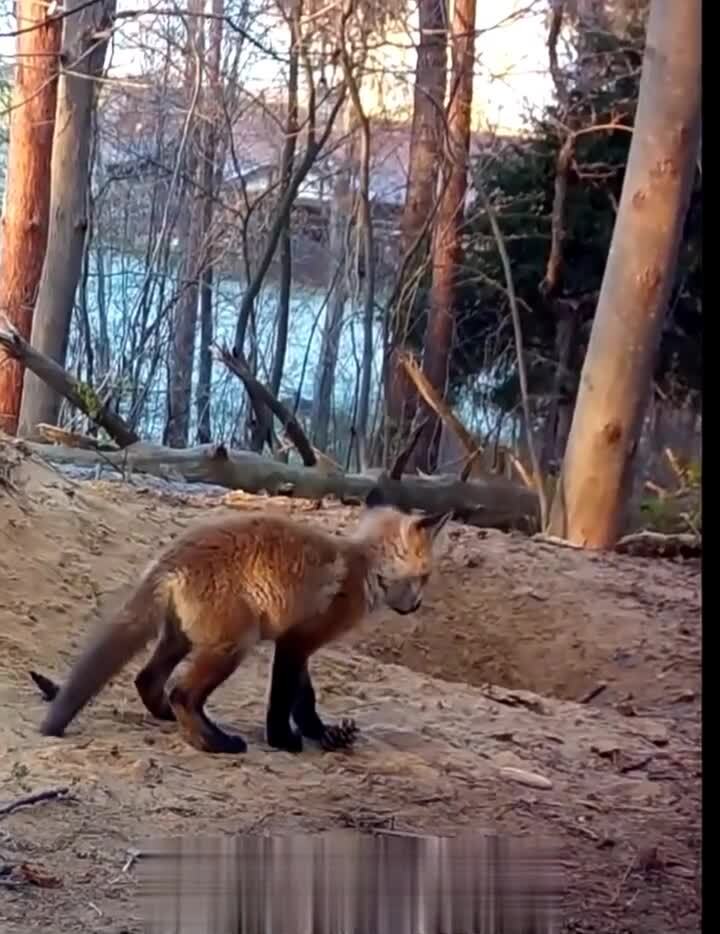 Фотоловушка поймала лисёнка за очень важным делом - он играл с шишкой)