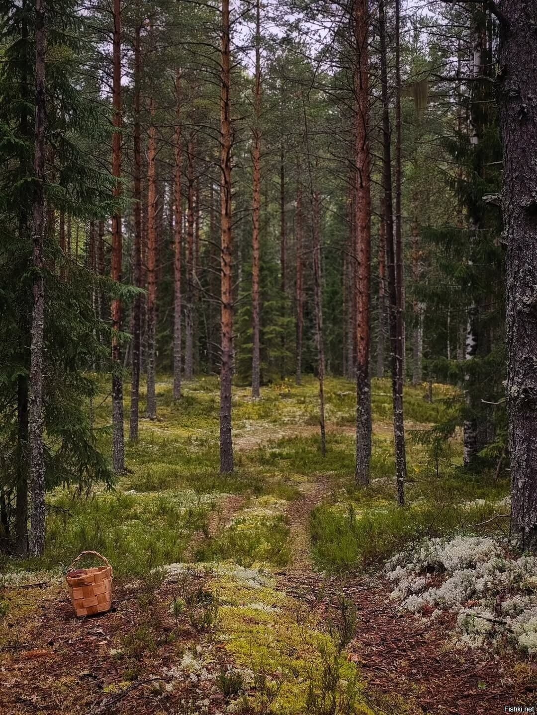 Солянка