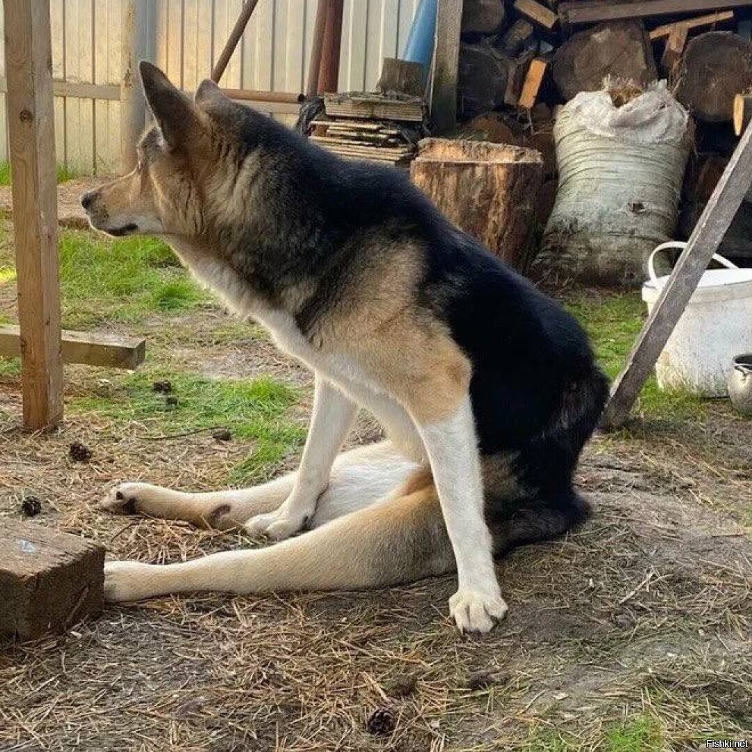 Солянка