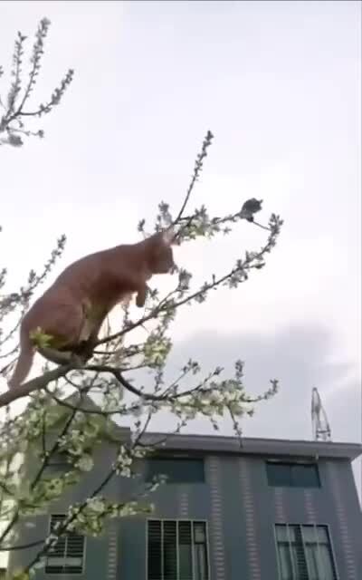 Tom and Jerry