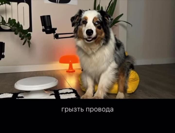 Не давайте своим домашним питомцам залипать в гаджетах