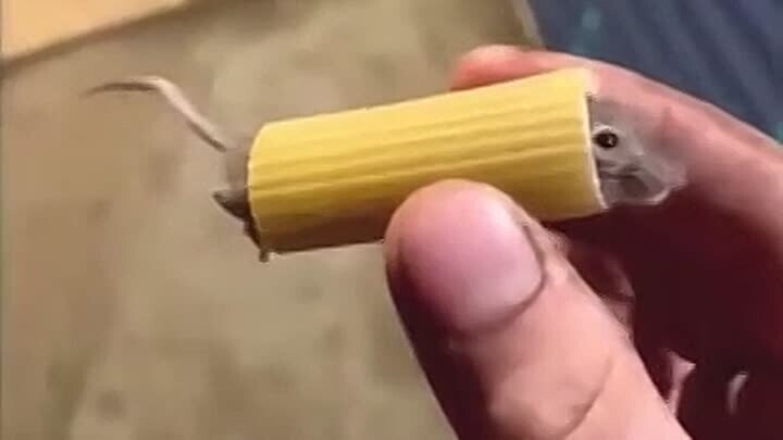 Кошачий хот-дог