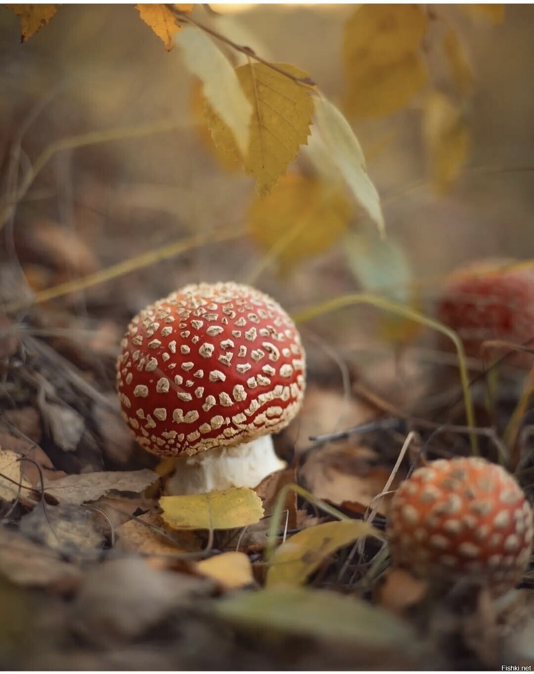 Солянка
