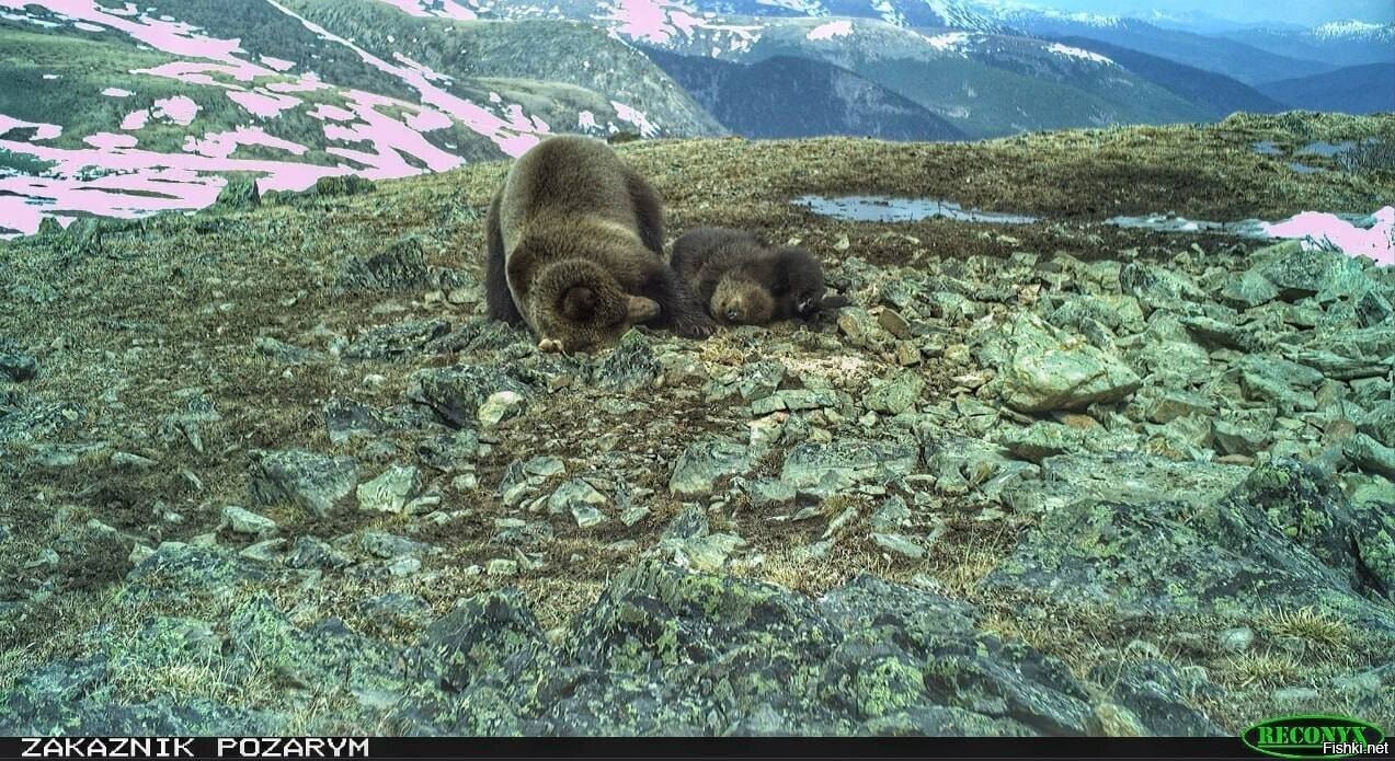 Медвежье лежбище