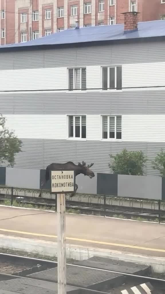 Лось в городе