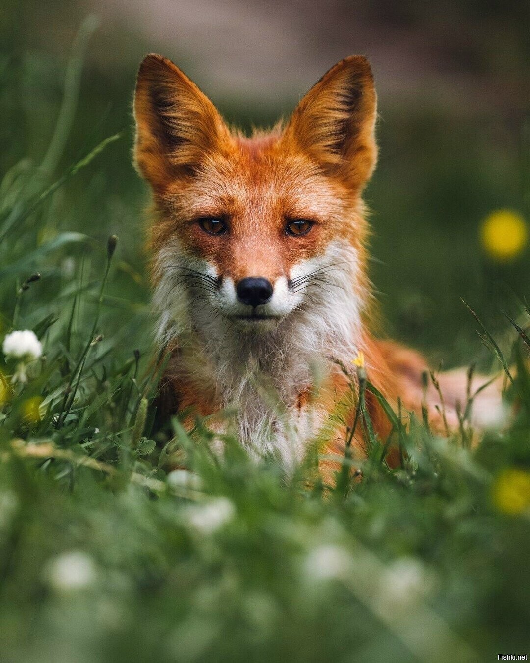 Камчатский лис