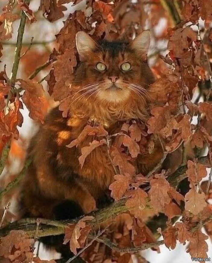 Осенний кот)