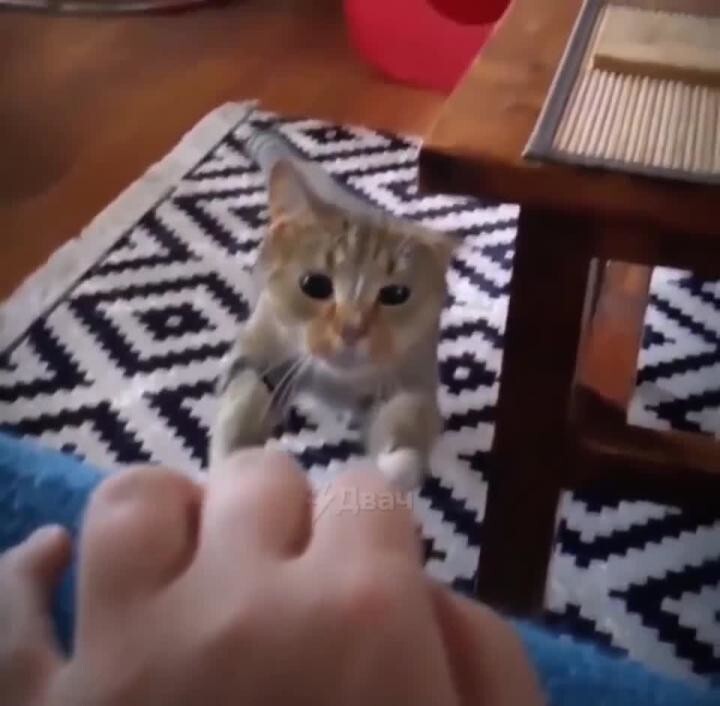 Ещё одно доказательство, что коты отлично воспринимают объекты вокруг себя