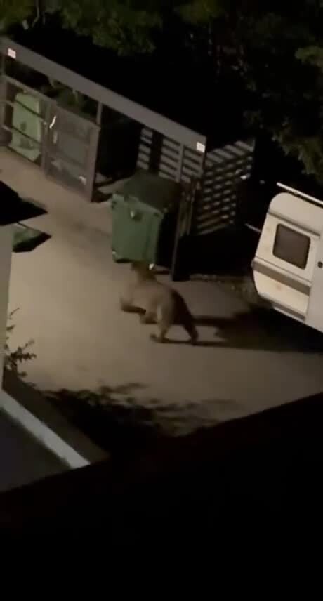 Медведь угнал мусорный бак в Сочи