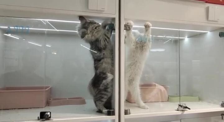 Этих котов расселили по разным клеткам из-за постоянных драк