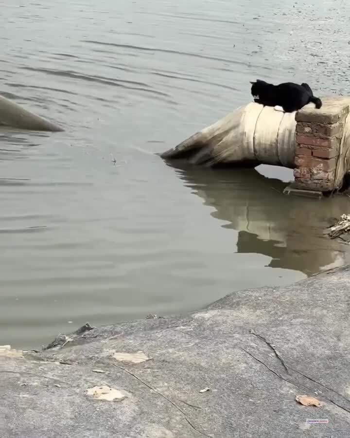 Ловко)