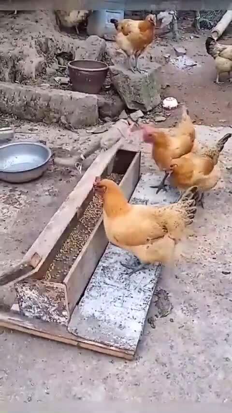 Оригинальная кормушка