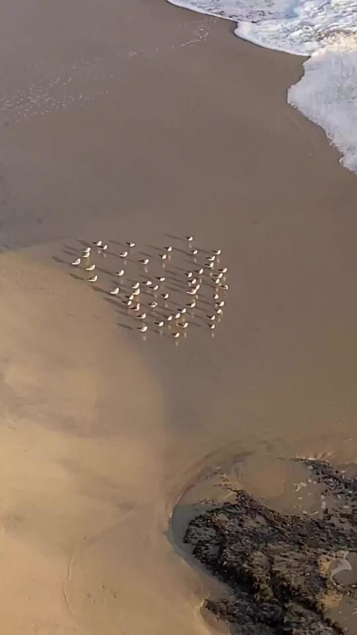 Эти птички называются Песчанками