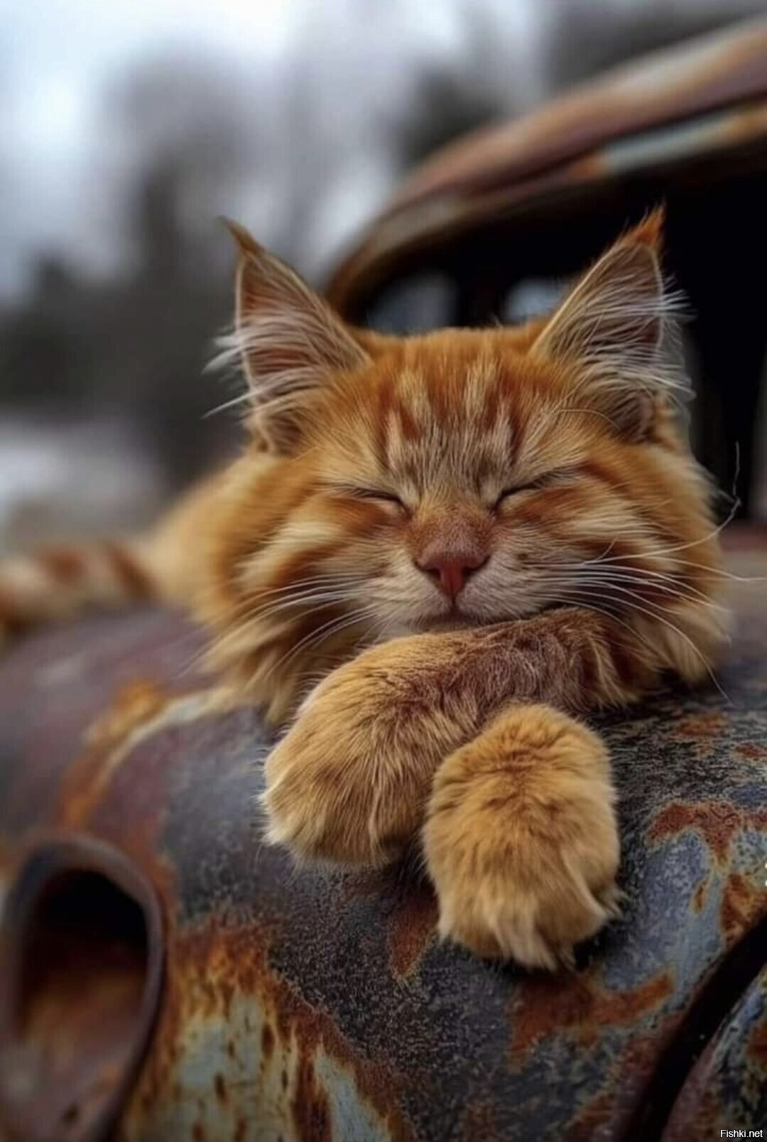 Солянка