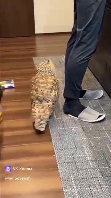 Как же так можно игнорировать кота 