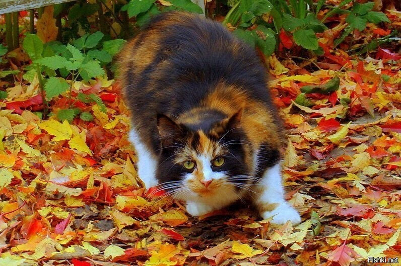Осенняя кошка
