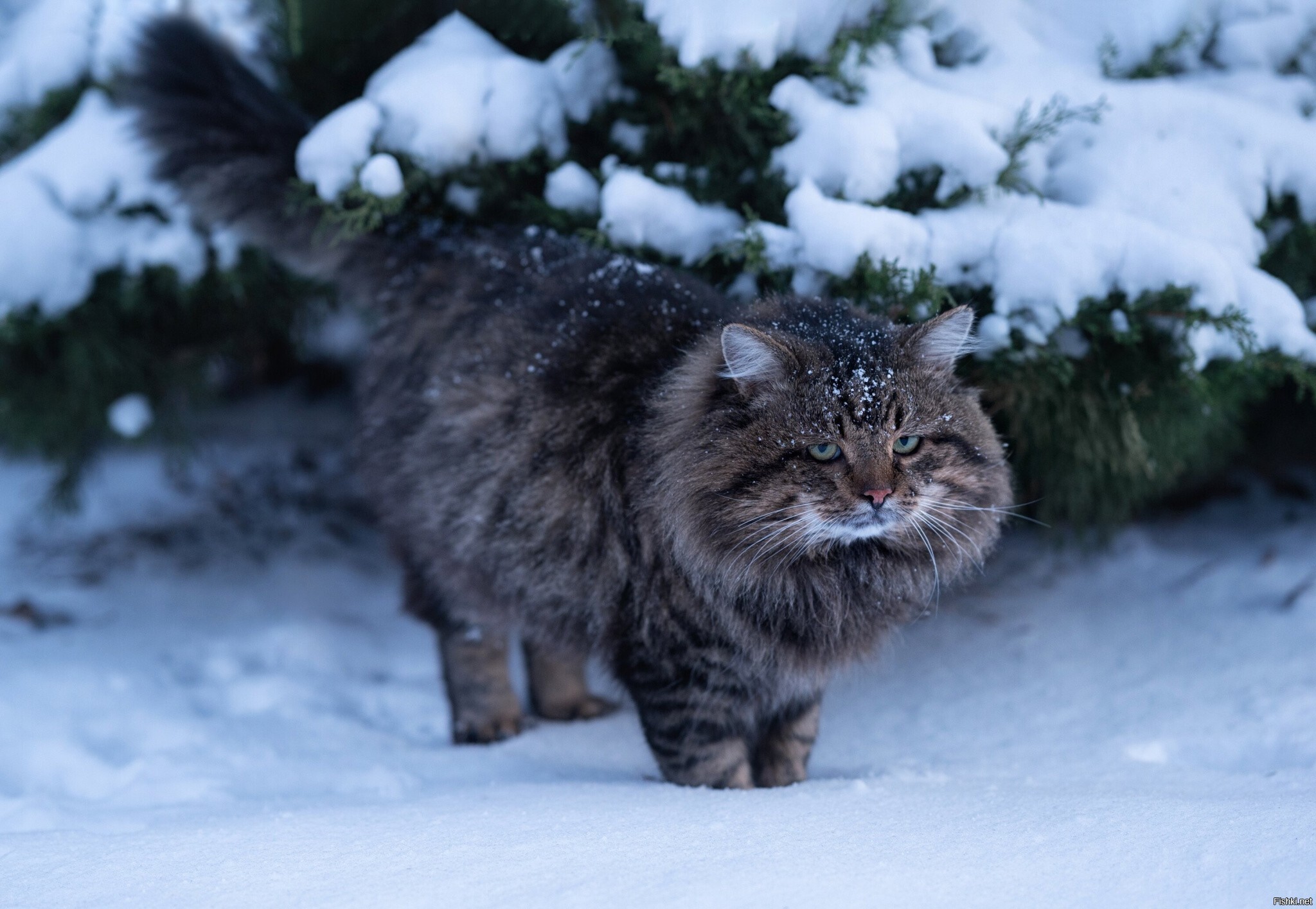 Солянка