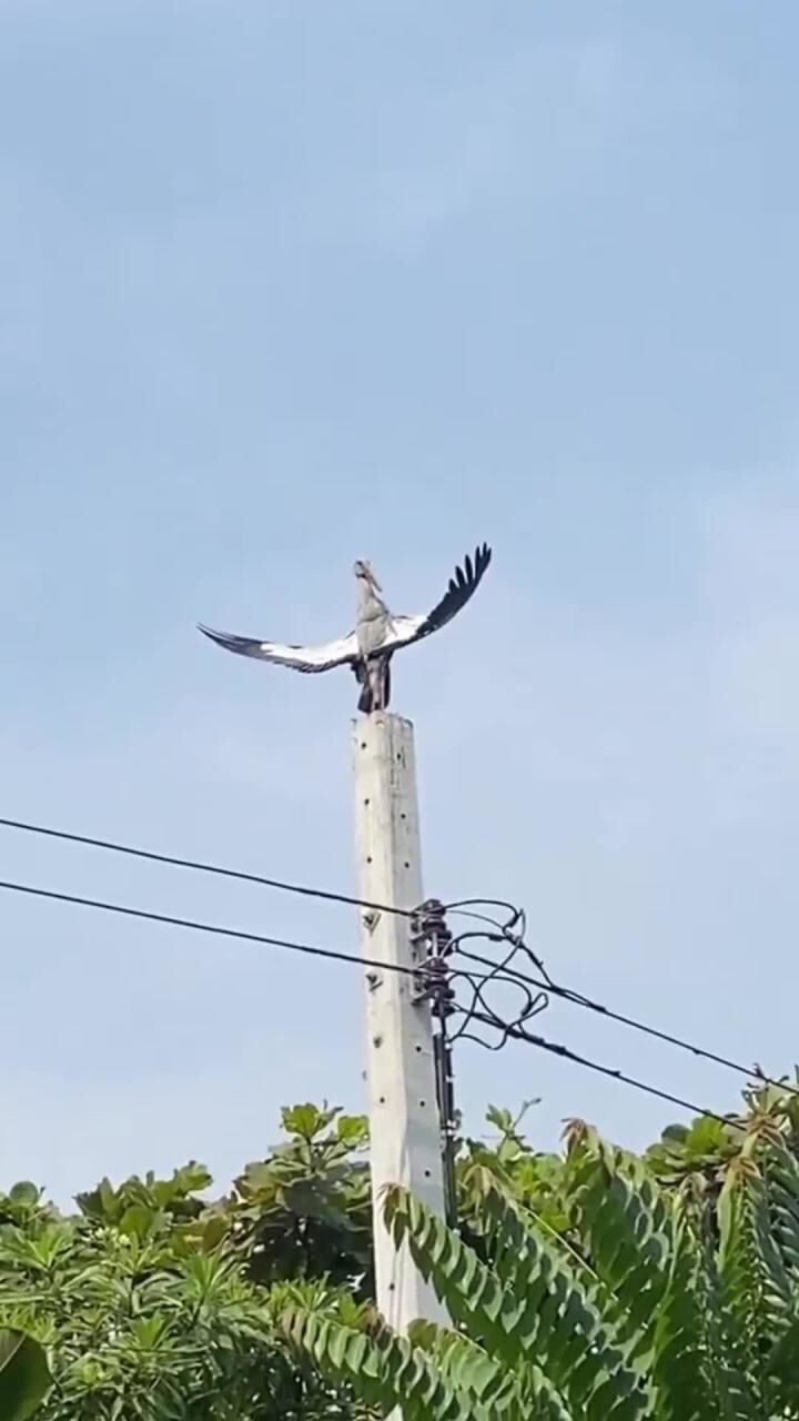 Зачем птицы летят осенью на юг