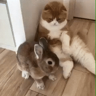 - Длинноухий, метнись за кормом