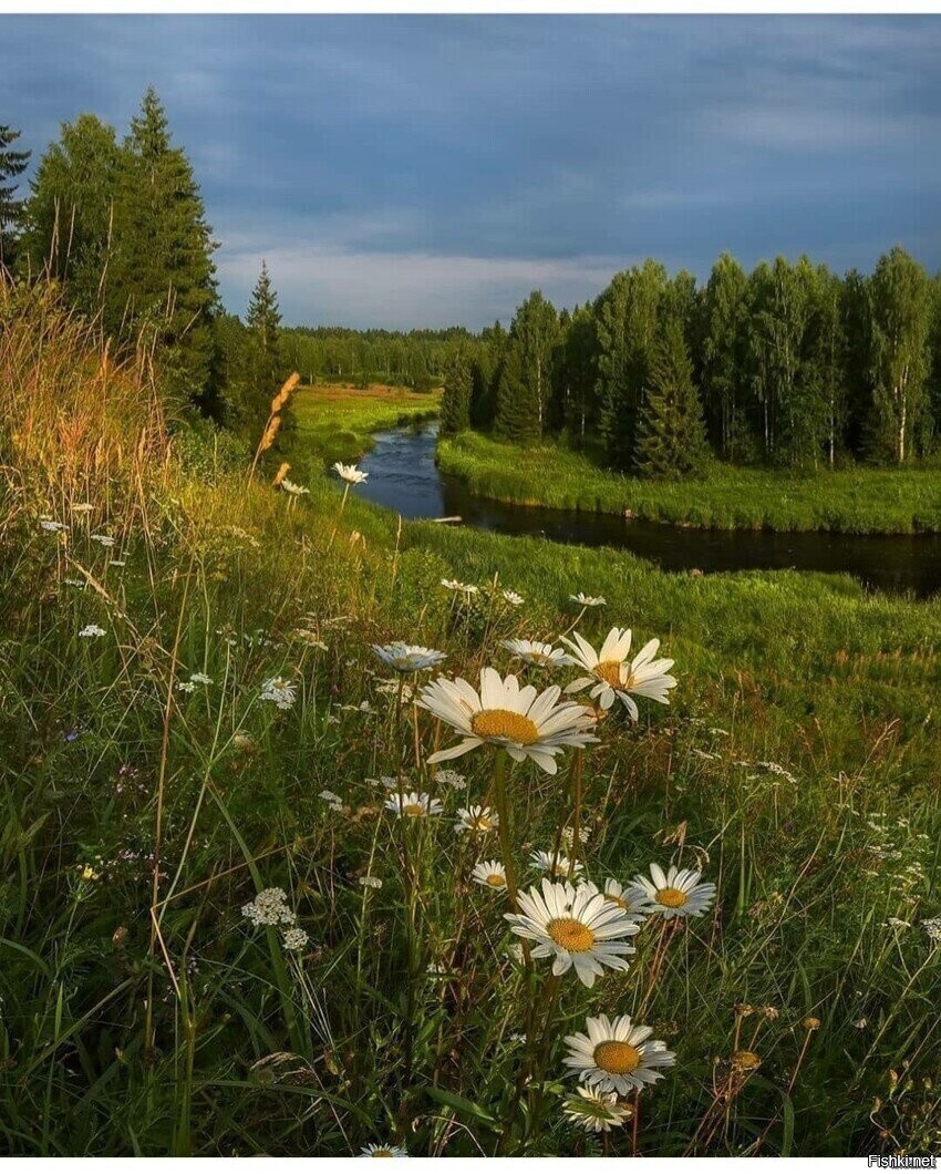 Солянка