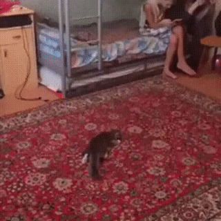 Был бы в сборной такой кот