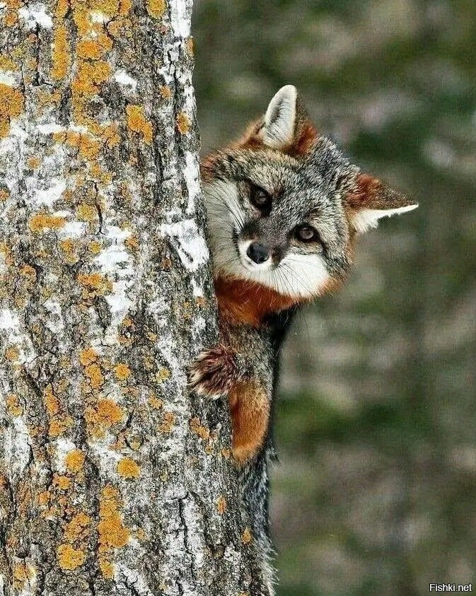 Солянка
