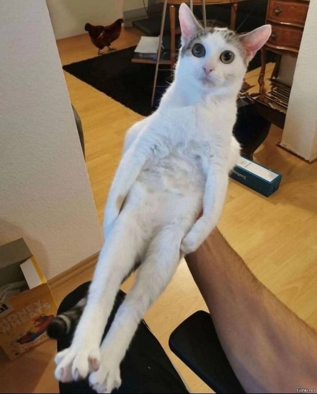 Солянка