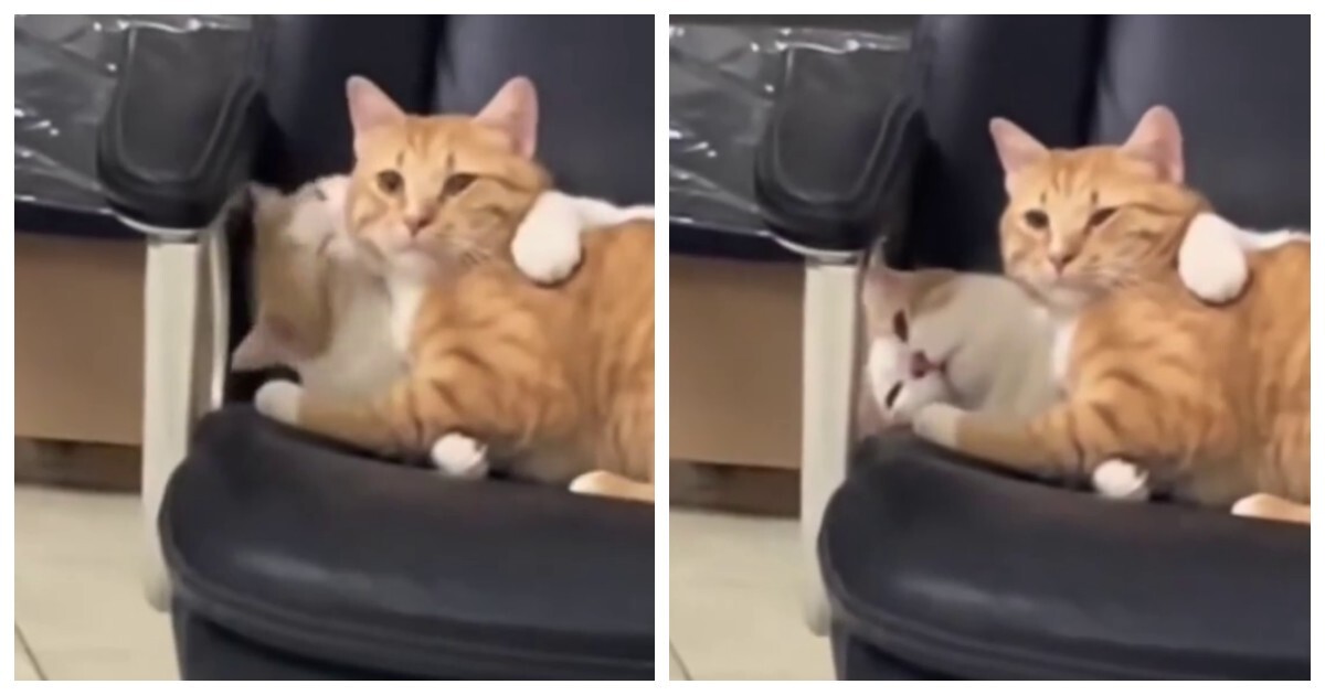 Любвеобильная кошка "зацеловала" кота